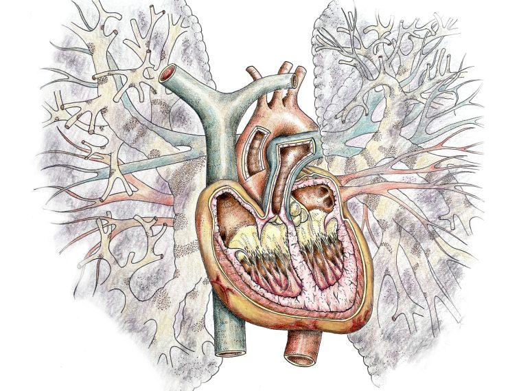 Illustration av hjärtat och lungornas blodcirkulation med detaljerade kärl.