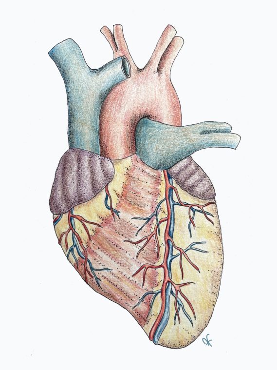 Illustration av ett människohjärta med blodkärl och närliggande strukturer.