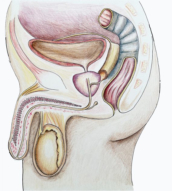 Anatomisk illustration av manlig reproduktionssystem.