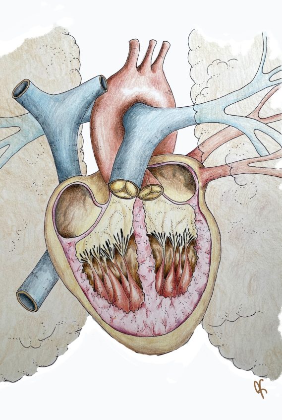 Anatomisk illustration av ett hjärta med blodkärl och lungor.