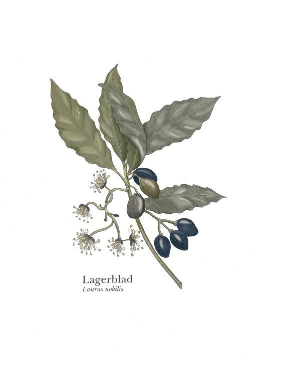 Ett lagerblad med blommor och mörka bär på en gren.